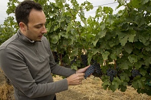 Italian wines Wine regions vineyard wine routes