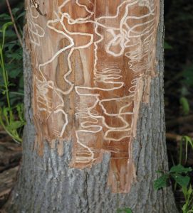 Evidence of the emerald ash borer's presence in an ash tree