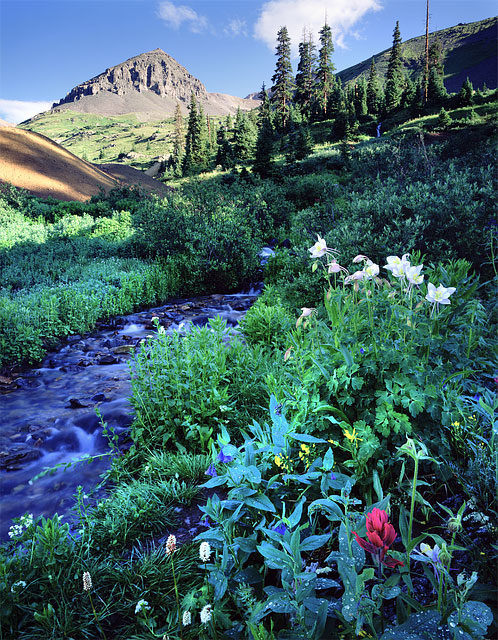 mental health Wildflowers near Ouray, Colorado