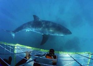 Scuba Shark Diving in Gansbaai, South Africa