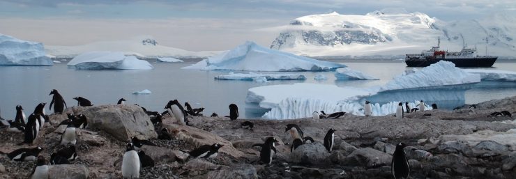 Large penguin colony in Antarctica