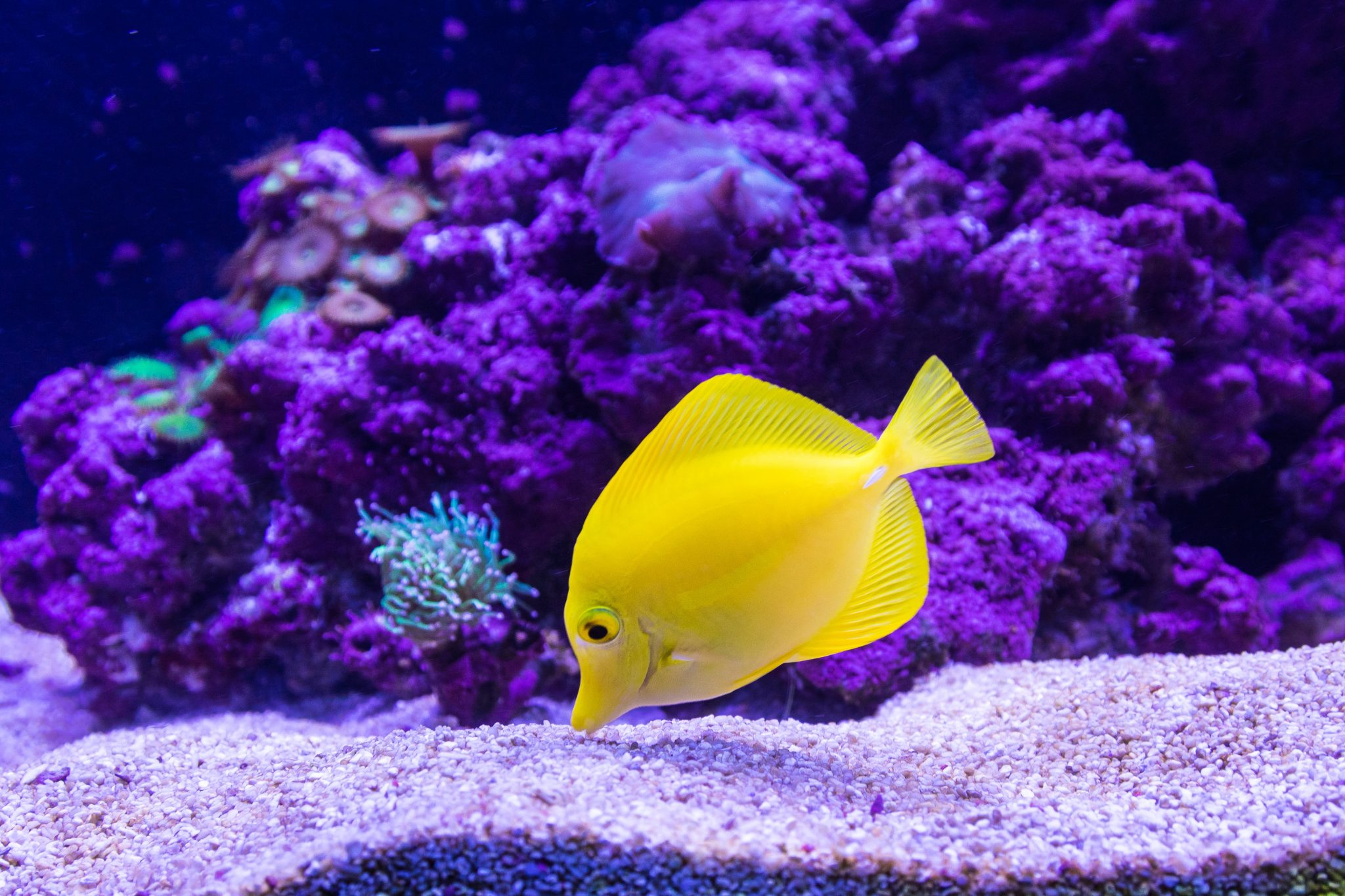 aquarium care yellow Oscar fish photography