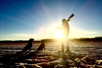 Hunting man standing holding rifle in front of dogs during daytime