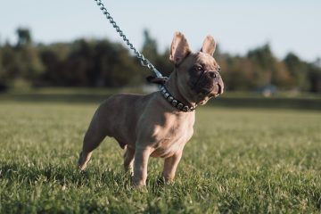 Raw French Bulldogs Car-Buying puppy