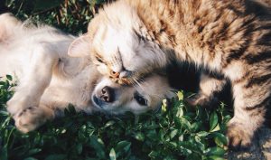 Relationship Cat And A Dog white dog and gray cat hugging each other on grass