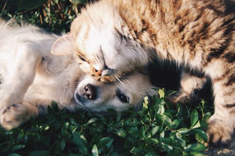 pet More Comfortable Relationship Cat And A Dog white dog and gray cat hugging each other on grass