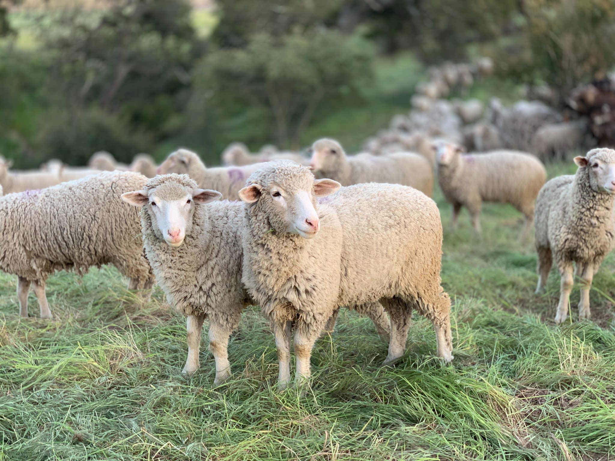 Sheep Producer