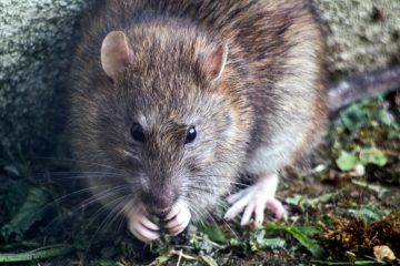 Pests rats brown mouse on green grass