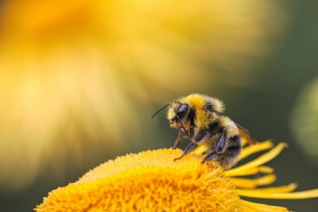 Wellbeing Bee Pollen honeybee perching on yellow flower