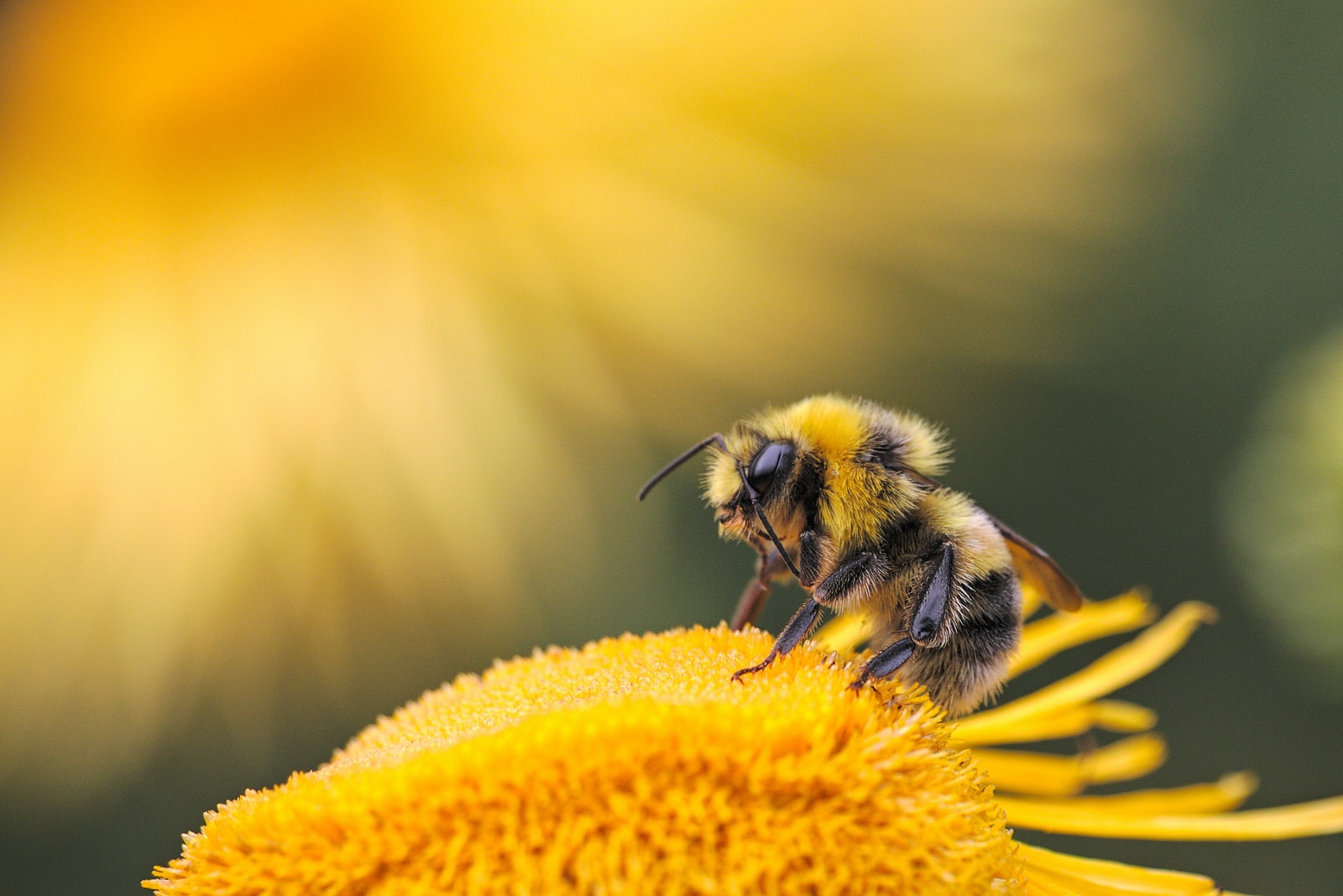 Wellbeing Bee Pollen honeybee perching on yellow flower