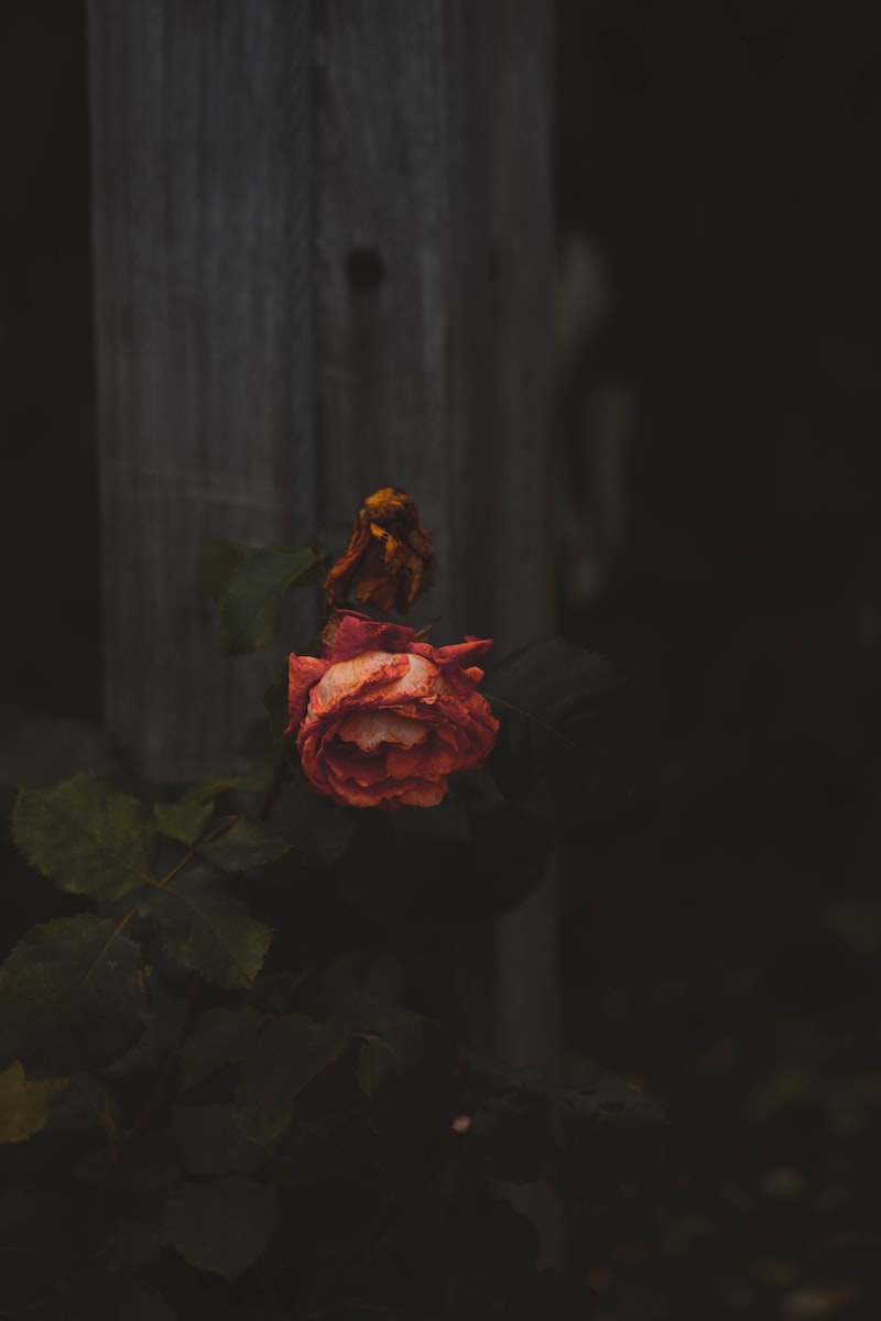 wrongful death red rose shallow focus photography