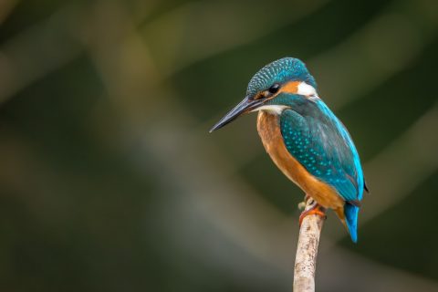 Birdwatching selective focus photography of blue kingfisher