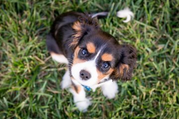 Puppy brown dog on grass looking at camera