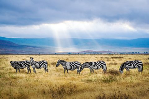 Tanzania five black and white zebras