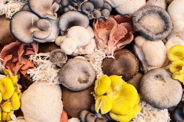 Mushroom white and brown mushrooms on black and white surface