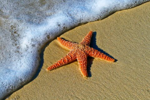 Myrtle Beach closeup photo of red star fish beside seashore