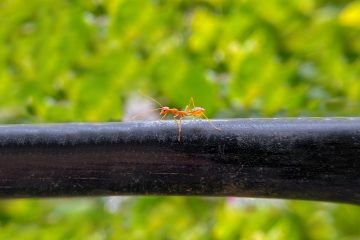 bugs a small red insect sitting on top of a black pipe