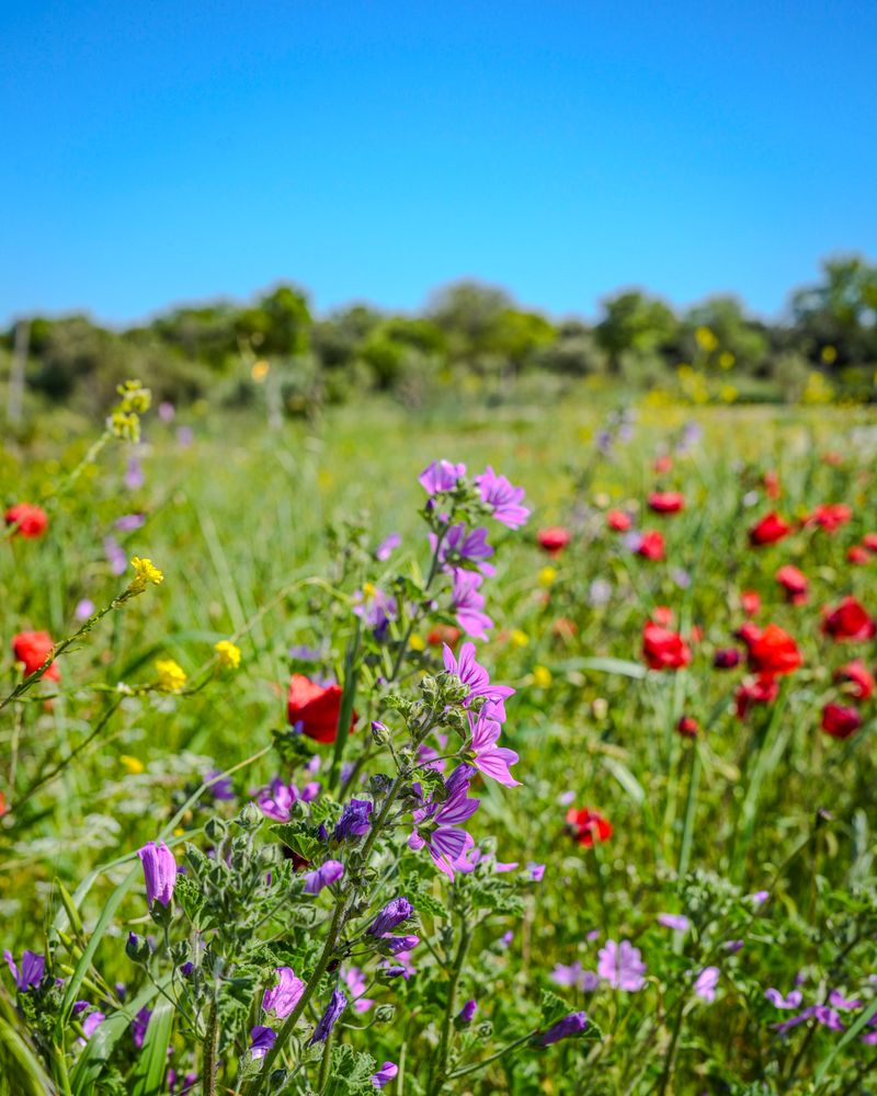Vibrant wildflower meadow in full bloom with purple and yellow flowers